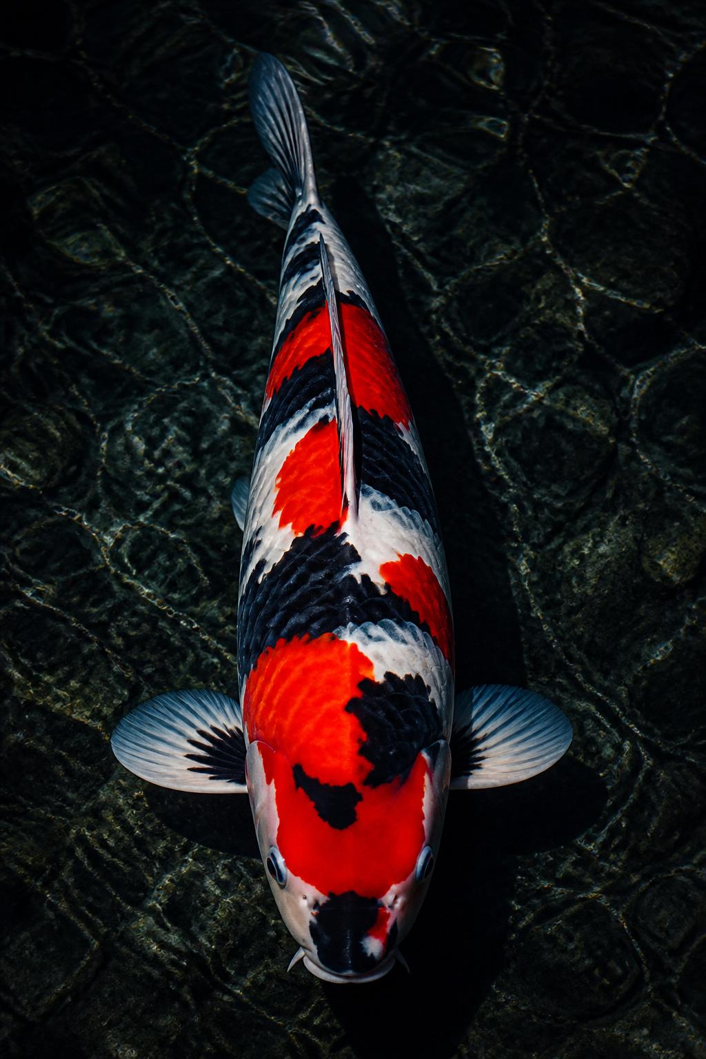 A high-grade Showa Sanshoku koi with bold black, red, and white markings in a koi tub