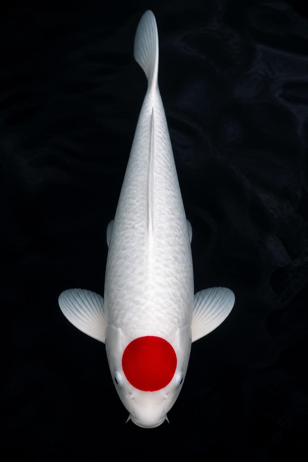 A pure white Tancho koi with a single perfect red circle on its head, swimming in dark water